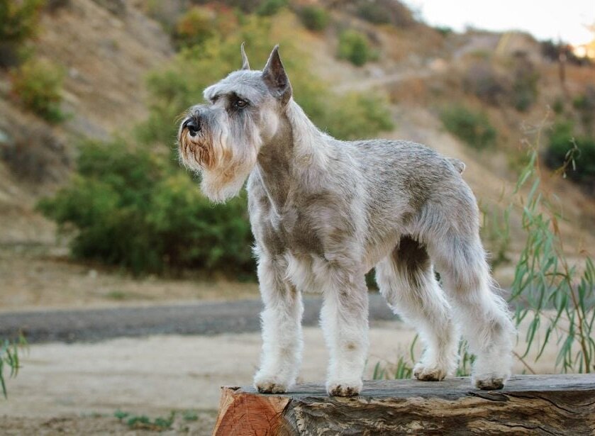 Красив и бородат (Фото: https://be.chewy.com/dog-breed/standard-schnauzer/)