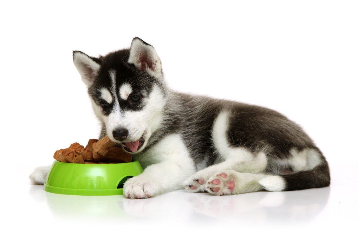  Общие рекомендации по здоровому кормлению в домашних условиях  Правильно питание – одно из основных составляющих здорового роста и развития собаки.-2
