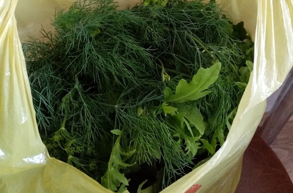 Что не любит укроп: от чего вырастет сухим, жидким и безвкусным?2