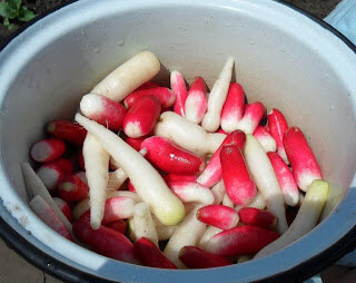 6 июня, молодая редиска