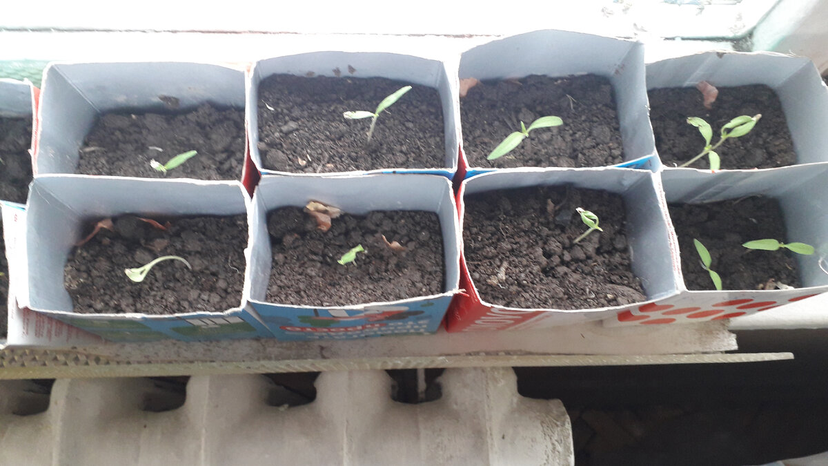 Пикированная рассада в половинки молочных пакетов.