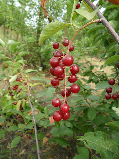 1 августа, черемуха Виргинская