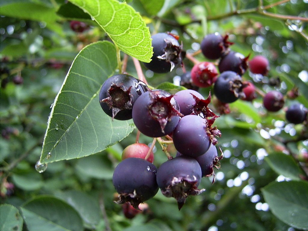 Ирга   https://vk.cc/ccmD2J