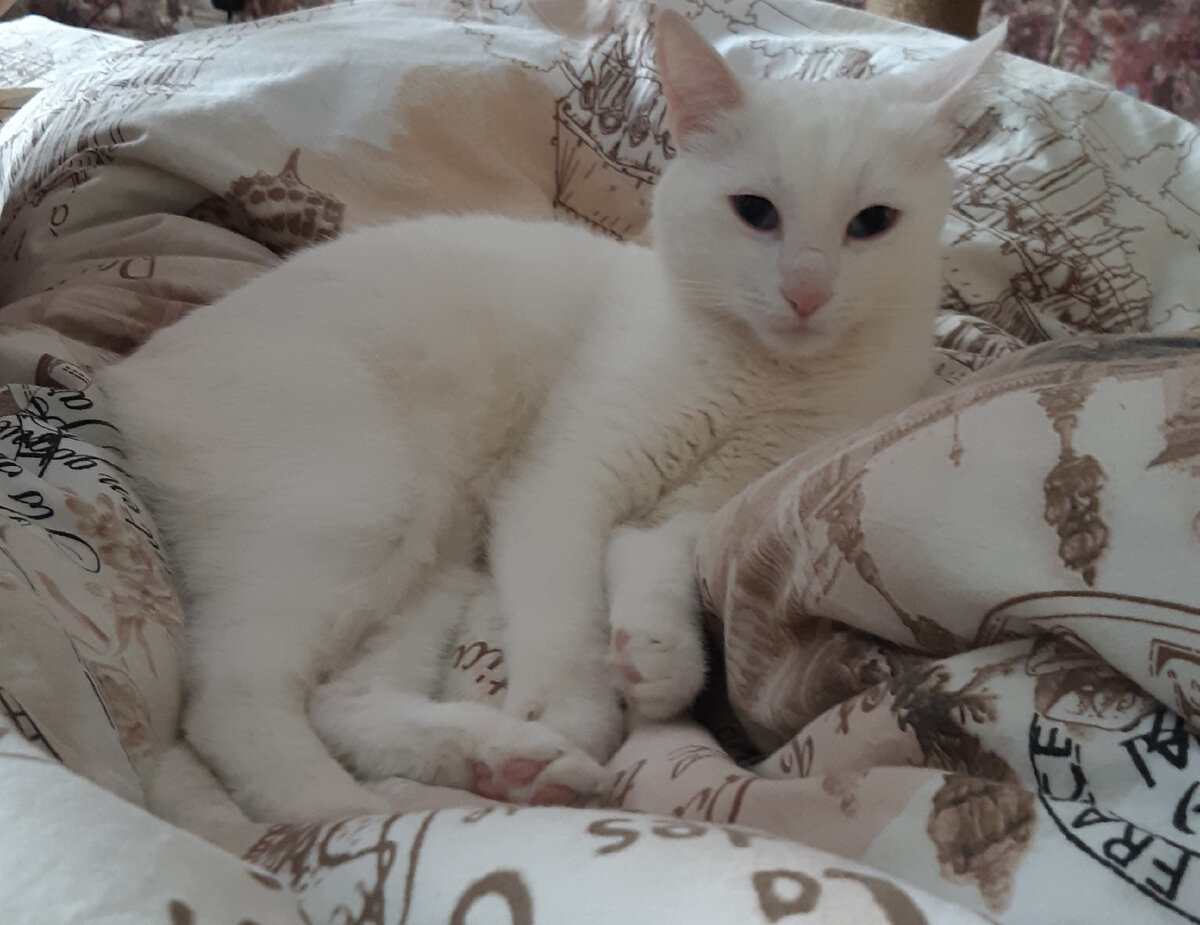 Мелкий в ожидании игр. Фото автора.