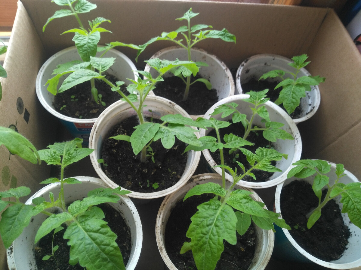 Рассада помидора.