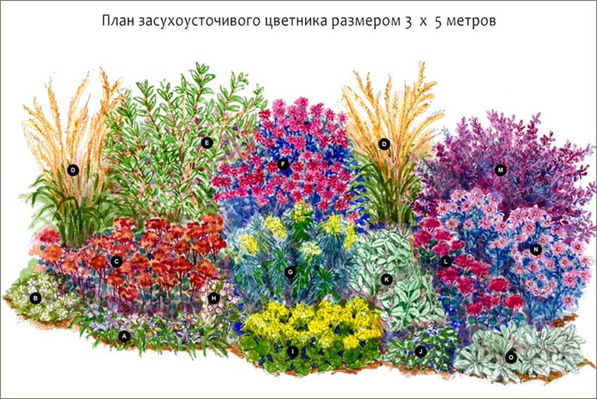 Почему опасно доверять журнальным схемам цветников | Сад под Петербургом |  Дзен