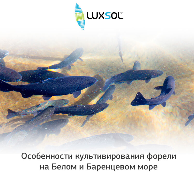 Особенности культивирования форели на Белом и Баренцевом море