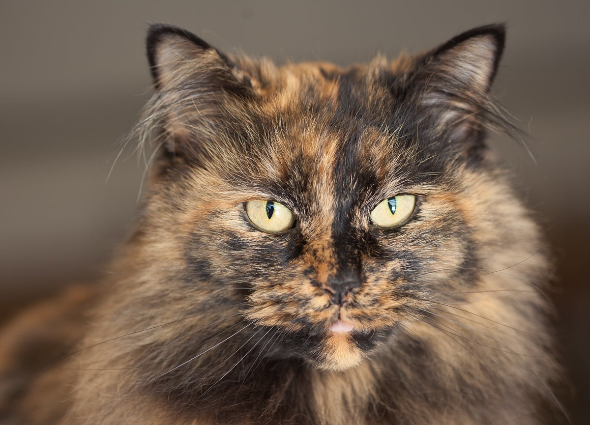 Яндекс-картинки