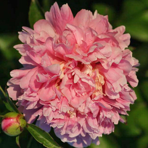 Alexandre Dumas ( Guérin , 1862 год ) , фото с сайта APS