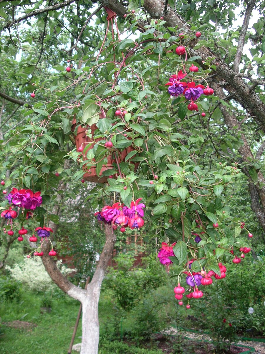 Фуксия на яблоне , фото автора 