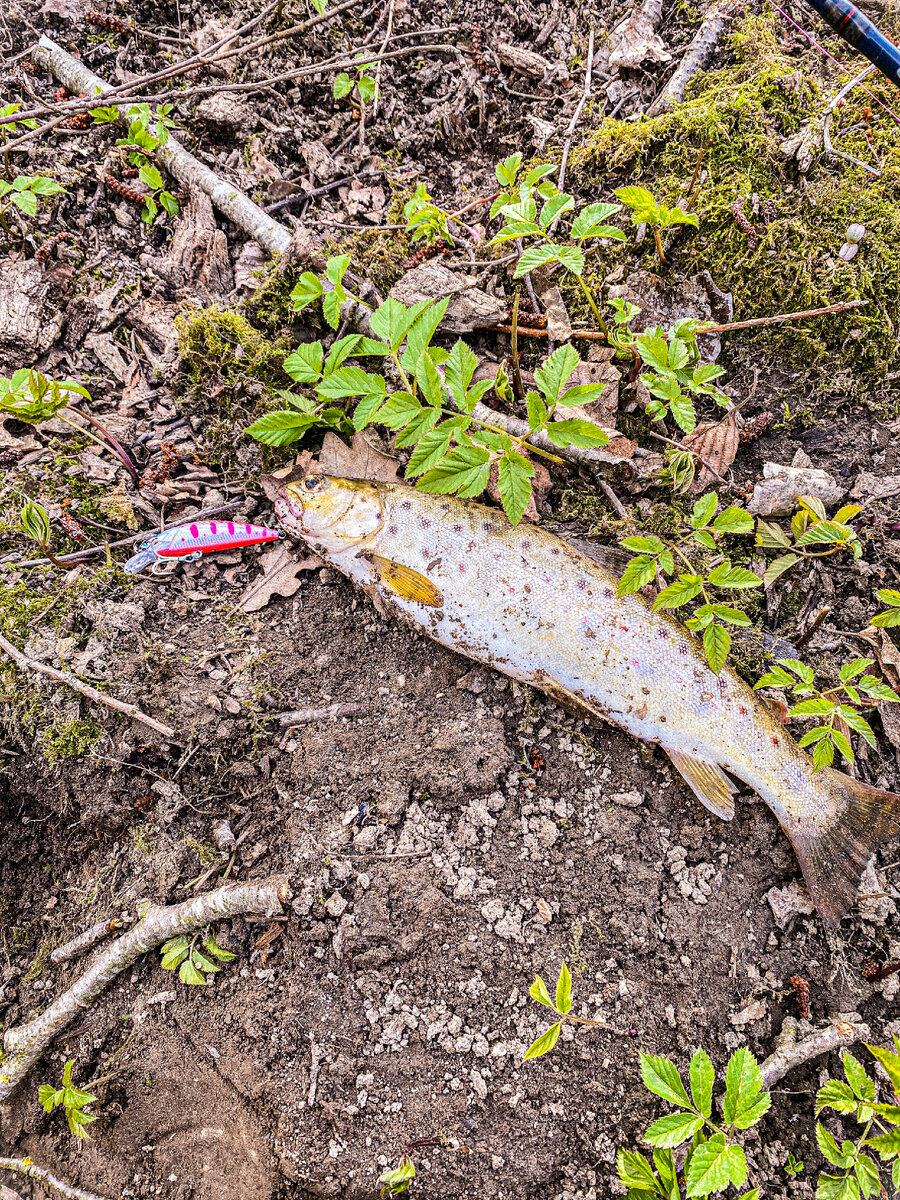 Тот самый воблер от Mr.Musurok 55S