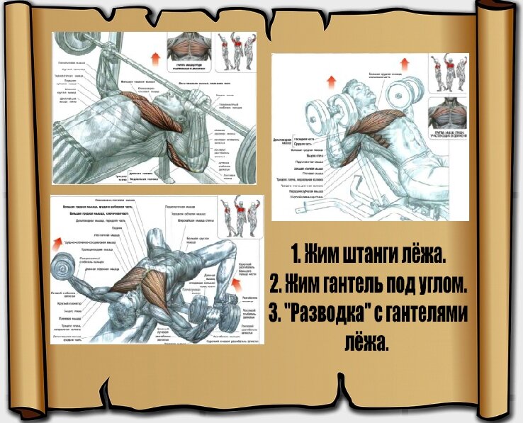 Схемы взяты из учебника Ф. Дэлавье "Анатомия силовых упражнений".