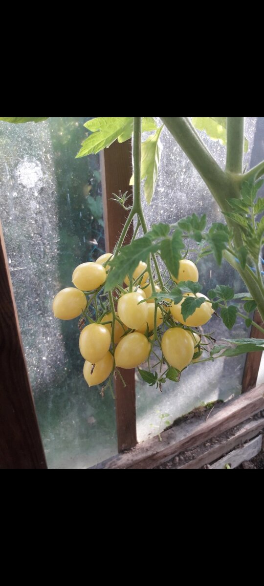Томат черри который выращен в моей теплице.Сорт "Золотая гроздь". Очень сладкий томат. Выглядят как игрушки 😆😆😆