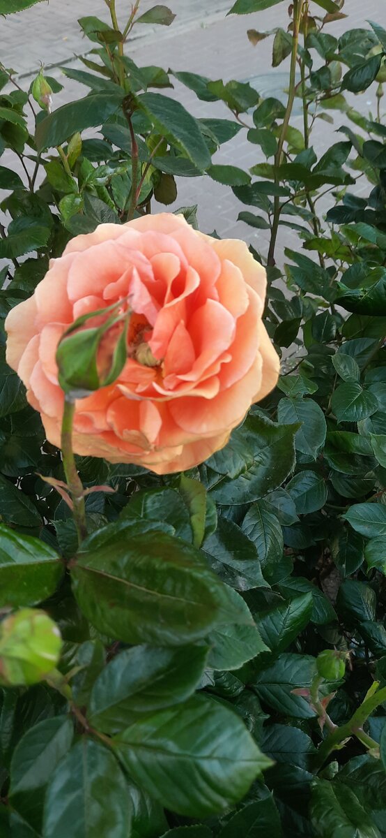 Аромат можно только представить 