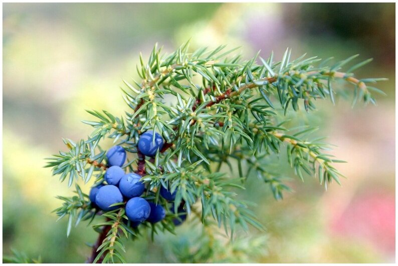 Купить саженец можжевельника