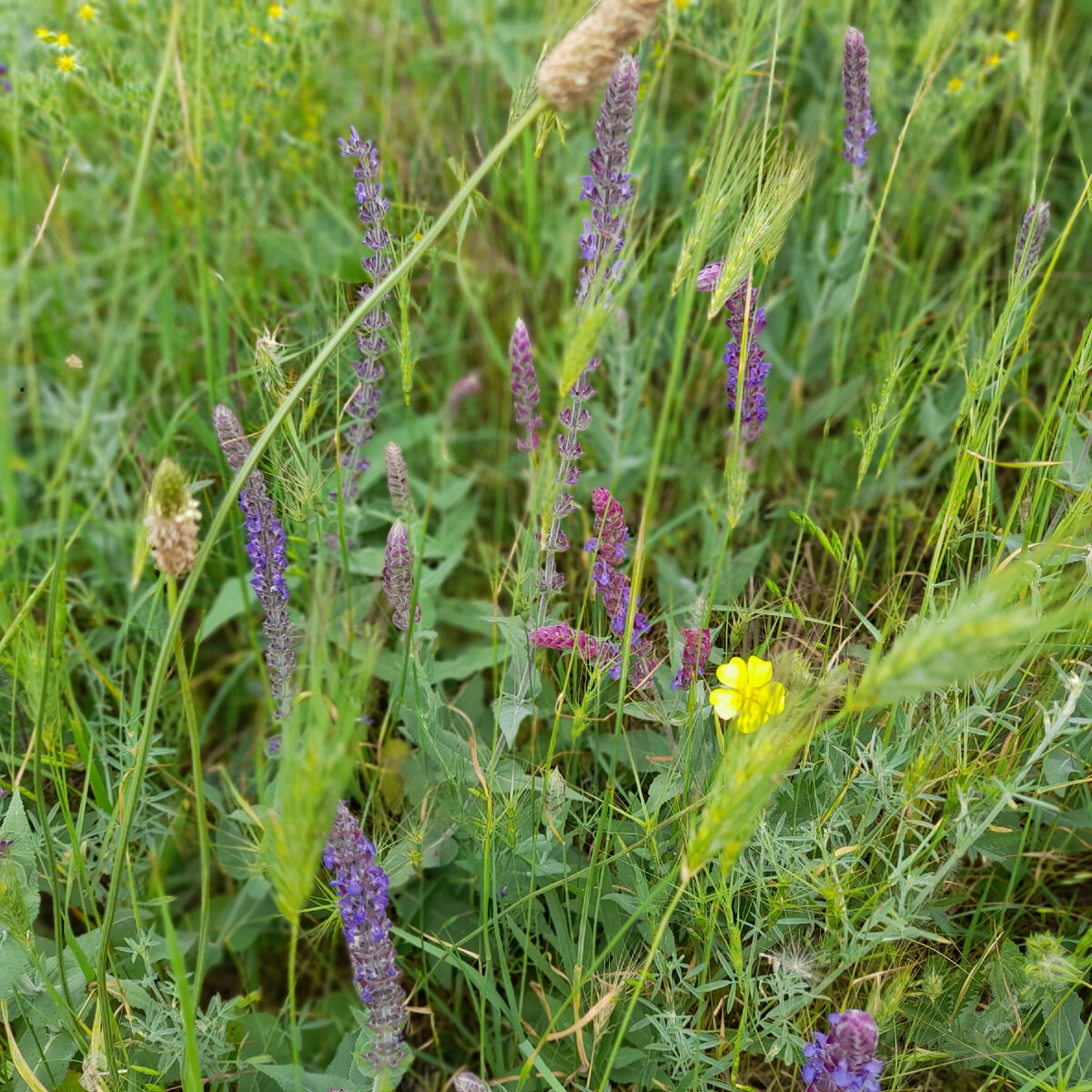 Июньское разнотравье