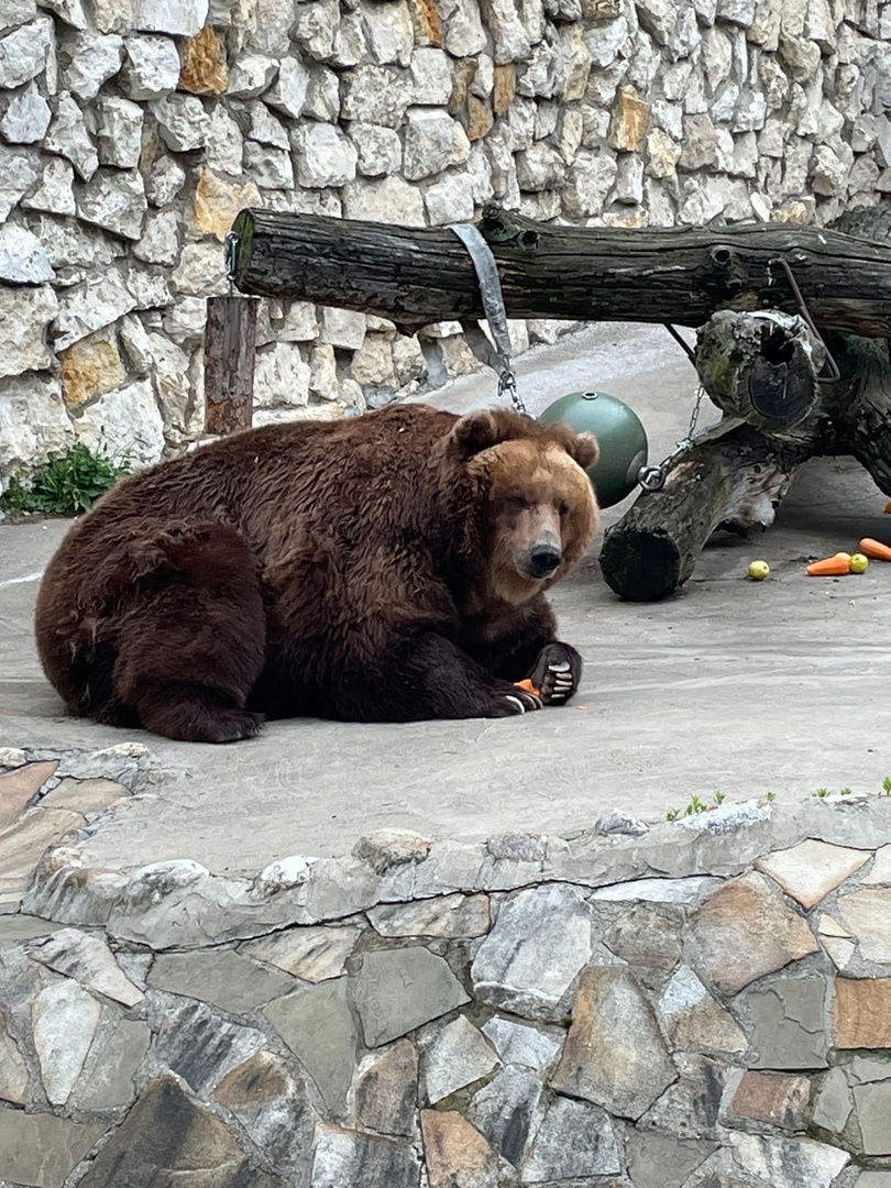 Мишка при нас слопал все морковки и яблоки