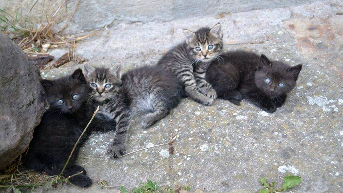 источник фото: foto-cats.ru