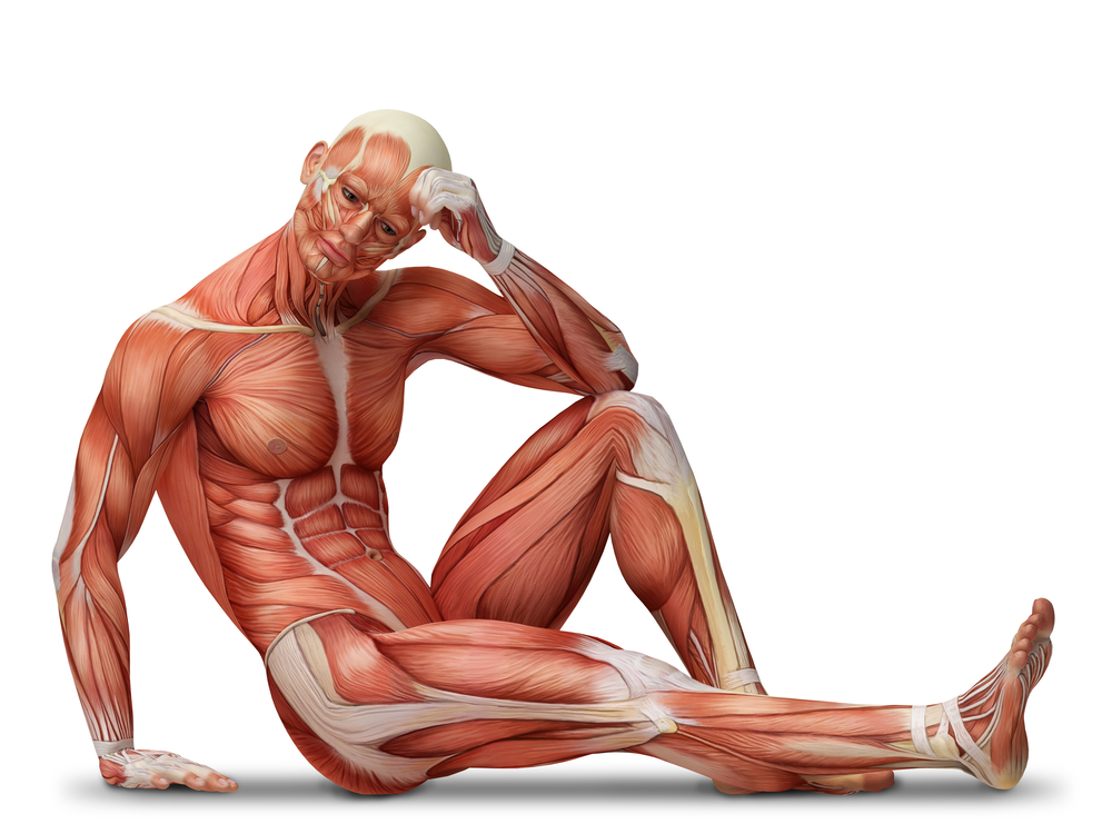 Мышечный тонус в анатомии. Мускулы человека. Мышцы тела человека. Мышечный скелет.
