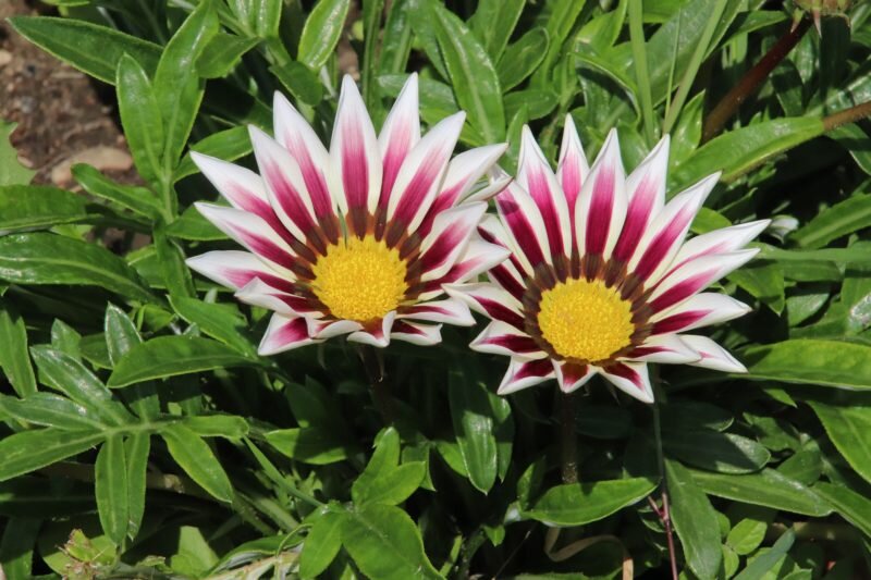 Африканские ромашки