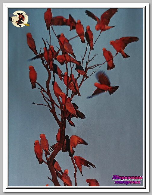 День розовых какаду расписан по минутам: пробуждение, уход за перьями, заточка клюва, прием пищи, дневная сиеста, полдник и вечерние игры.