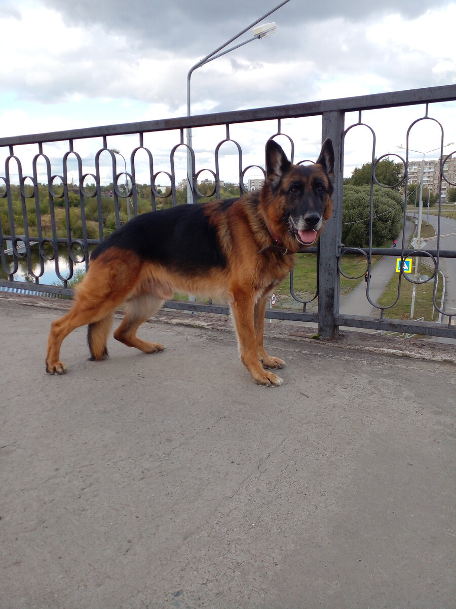 Гуляем с Эрихом, сентябрь  2022. Фото автора. 