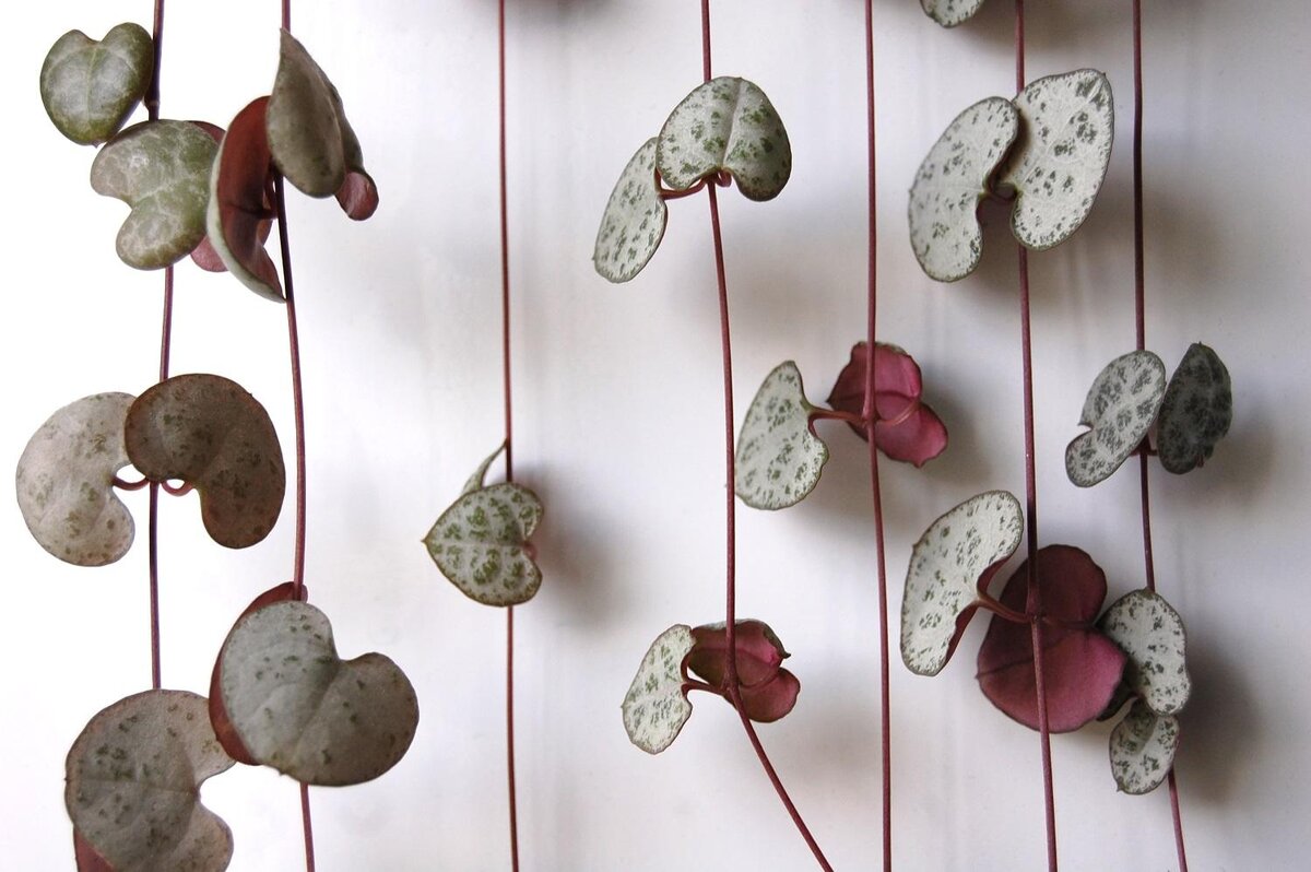 Церопегия Вуда.