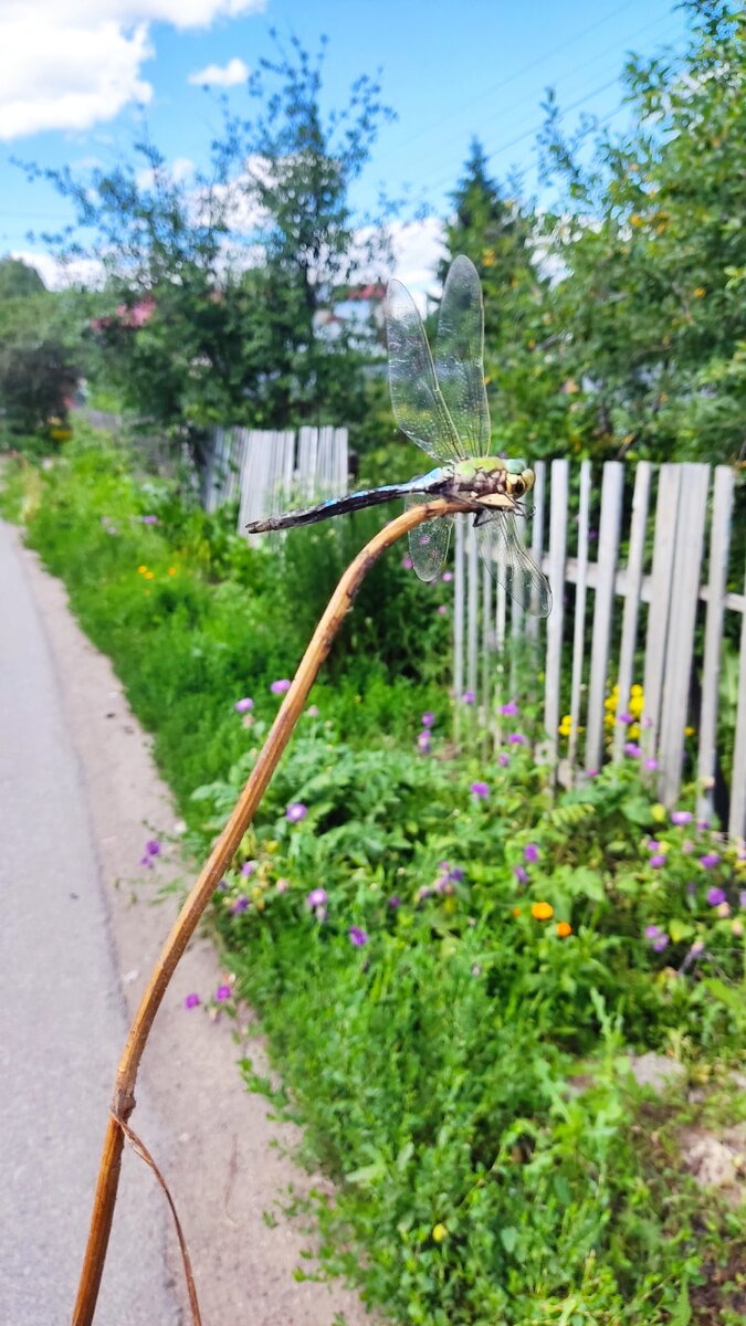 Стрекоза
