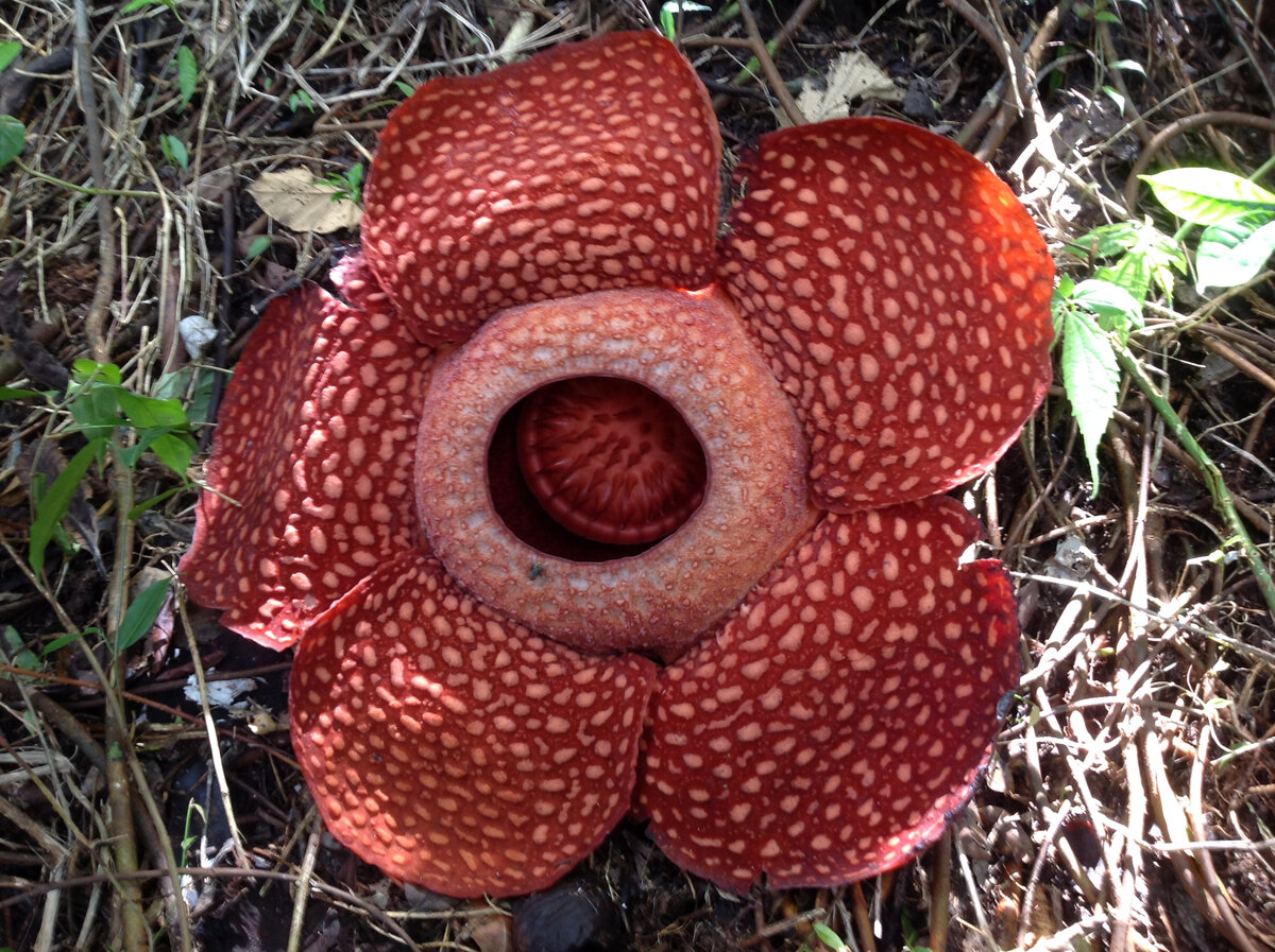 Раффлезия. Фото из личного архива.