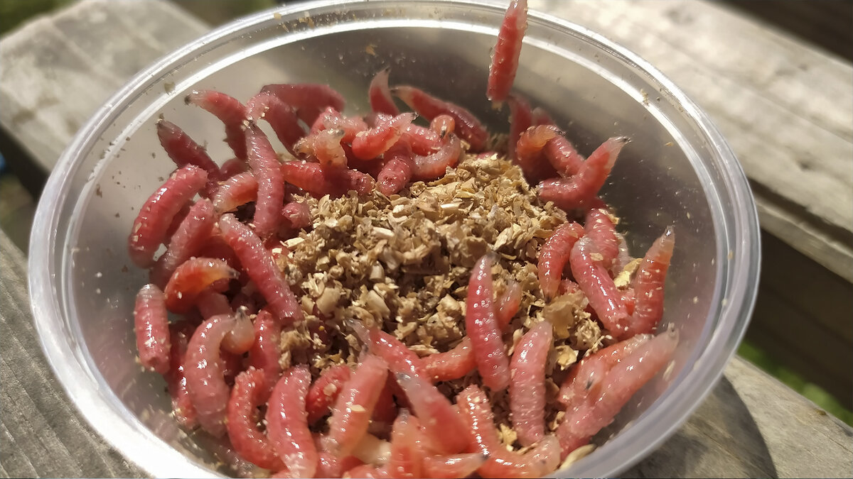 Опарыш для рыбалки