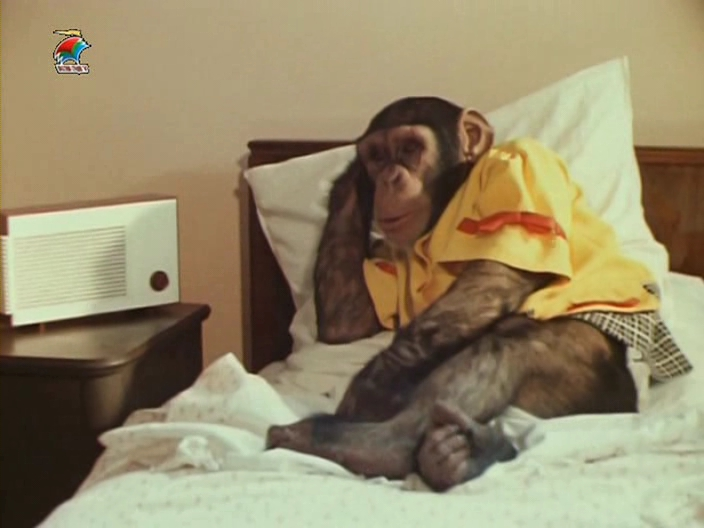 Кадр из фильма "Крали зебру" взят для иллюстрации из Яндекс Картинки.  