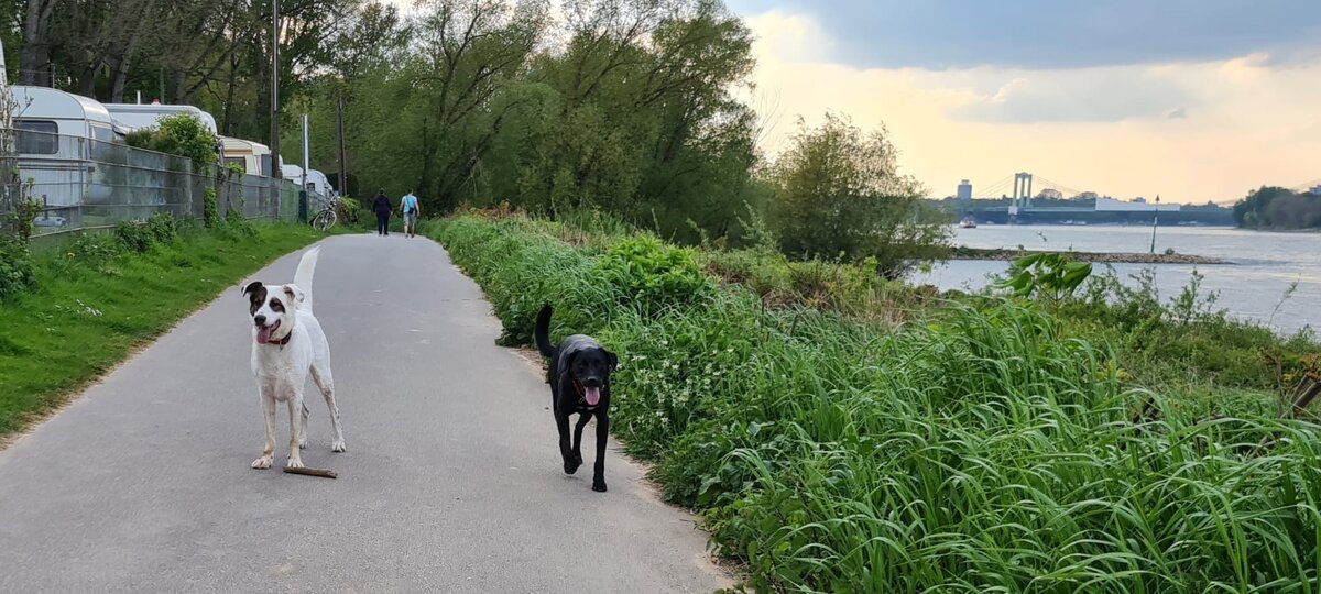 Наши выпускники: Альбус (черный) и Тимо (белый) 