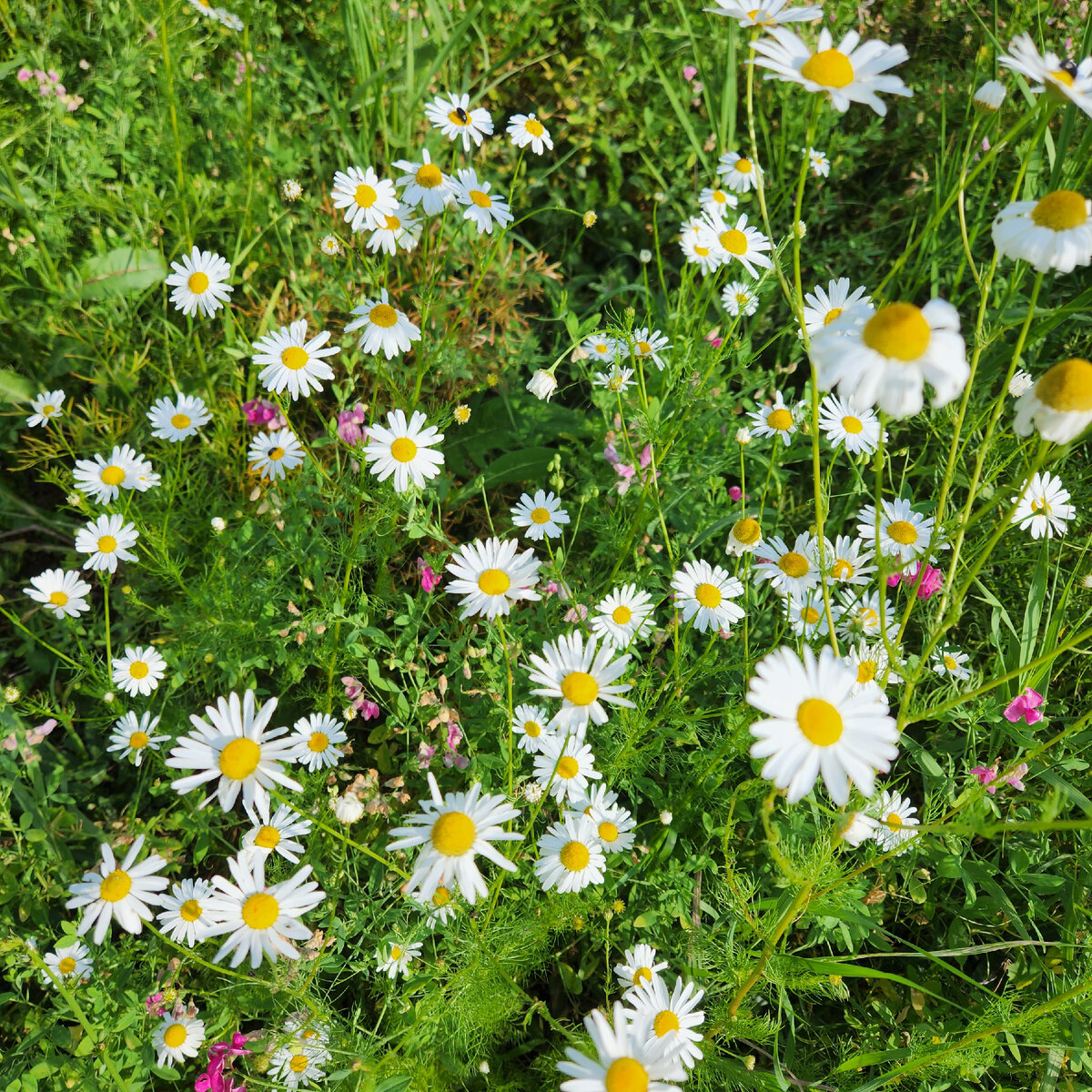 Хотела погадать,да неуспела, нашла крупную землянику и решила ,что сорву  ромашку на обратном пути, а потом просто забыла...