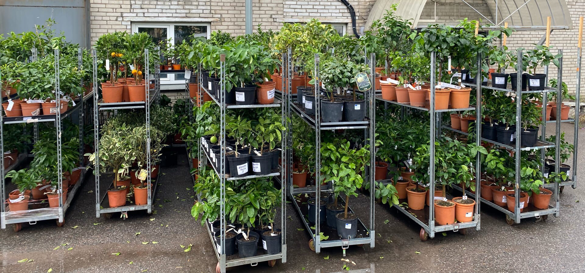 Существует мнение, что эти цитрусы не долгожители, поскольку напичканы гормонами. Так вот это миф, неправда.