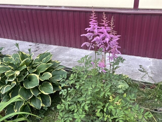 Мои посадки