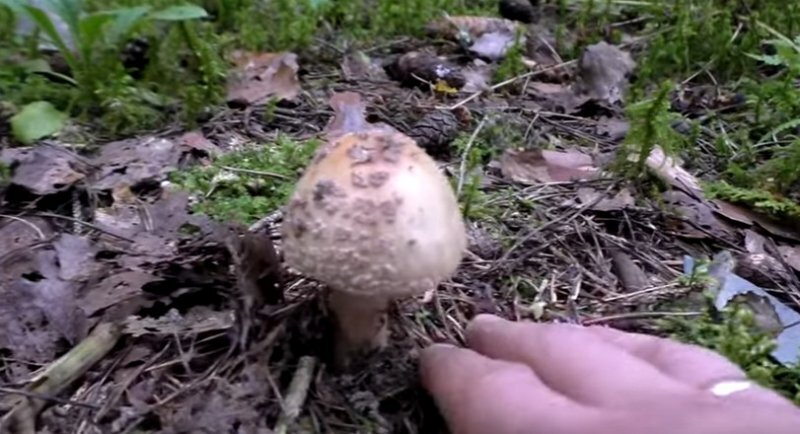 Мухомор пантерный фото