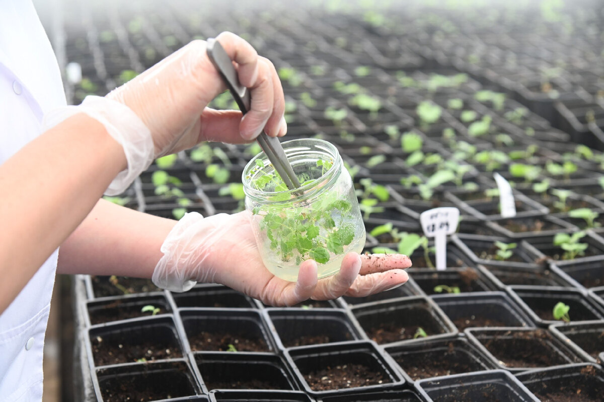 Будущие деревья, выращенные из клонированных клеток растений на экспериментально-калибровочном полигоне МБОУ ВГЛТУ им. Морозова.  Фото: Олег Харсеев