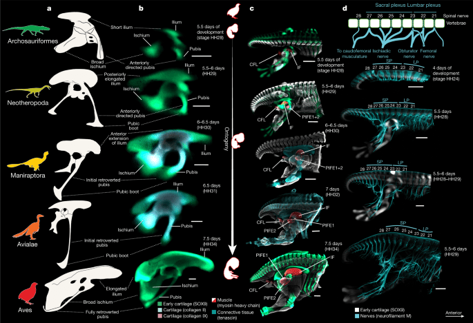    Стадии развития таза японского перепела: всего за два дня он превращается из «рептильного» в «птичий» / © 10.1038/s41586-022-04982-w