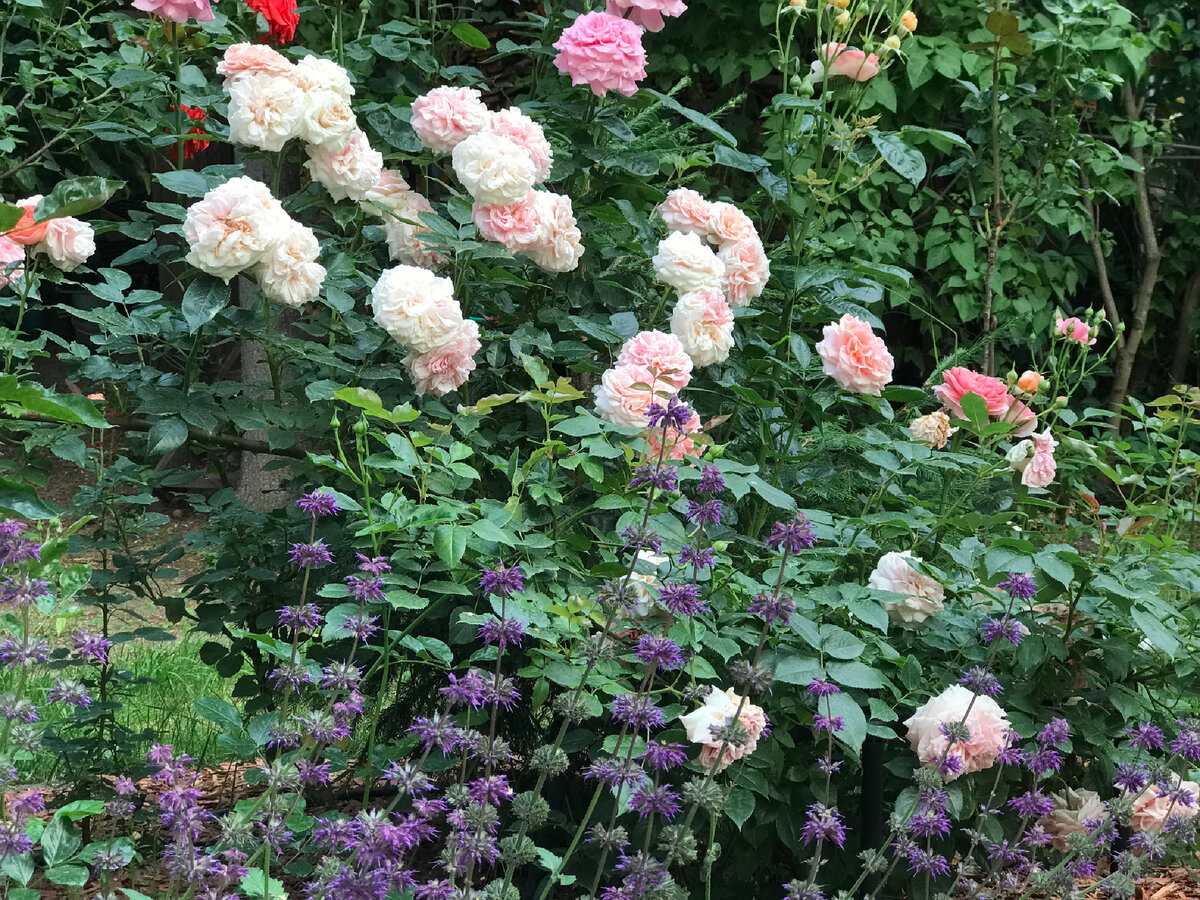 Они – неотъемлемые компоненты «удольфианских» цветников, которые поддерживают пропагандируемый голландским ландшафтным дизайнером Питом Удольфом принцип природности. Засухоустойчивость шалфеев позволяет сочетать их со многими злаками и тысячелистниками, великолепный тандем получается с  астранциями, при этом имитируется миловидная простота естественных ландшафтов.