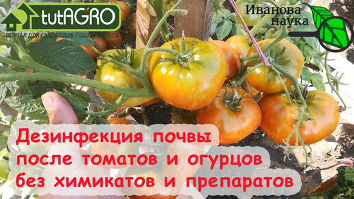 ОБЕЗЗАРАЖИВАНИЕ ПОЧВЫ В ОГОРОДЕ и ТЕПЛИЦЕ БЕЗ препаратов и химикатов. Очень простой доступный метод. Обязательно проведите дезинфекцию.