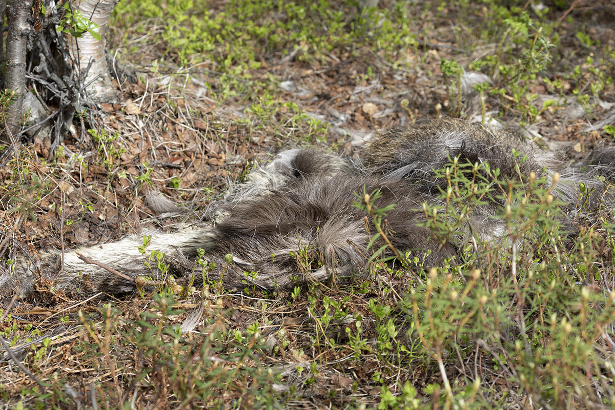 Остатки лося