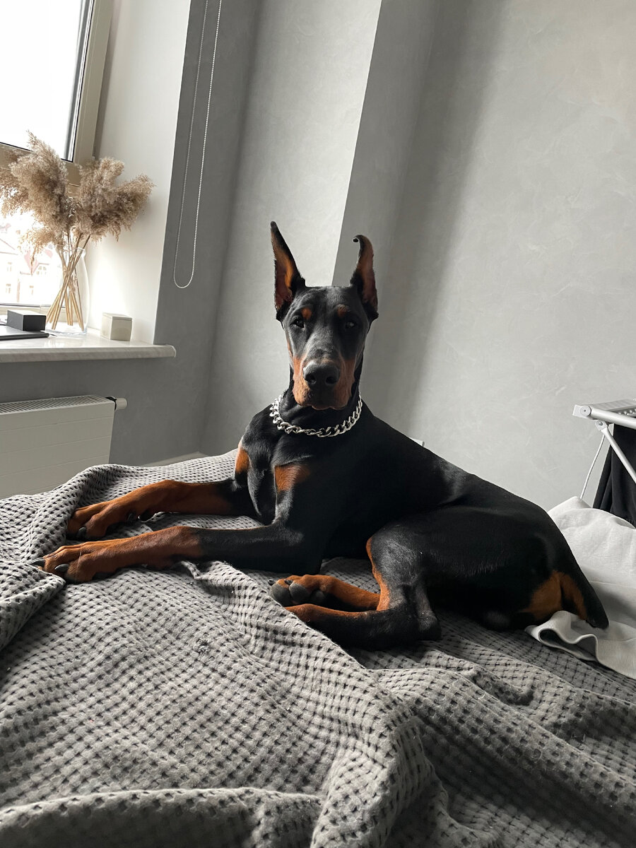 Гектор как обычно на кровати)