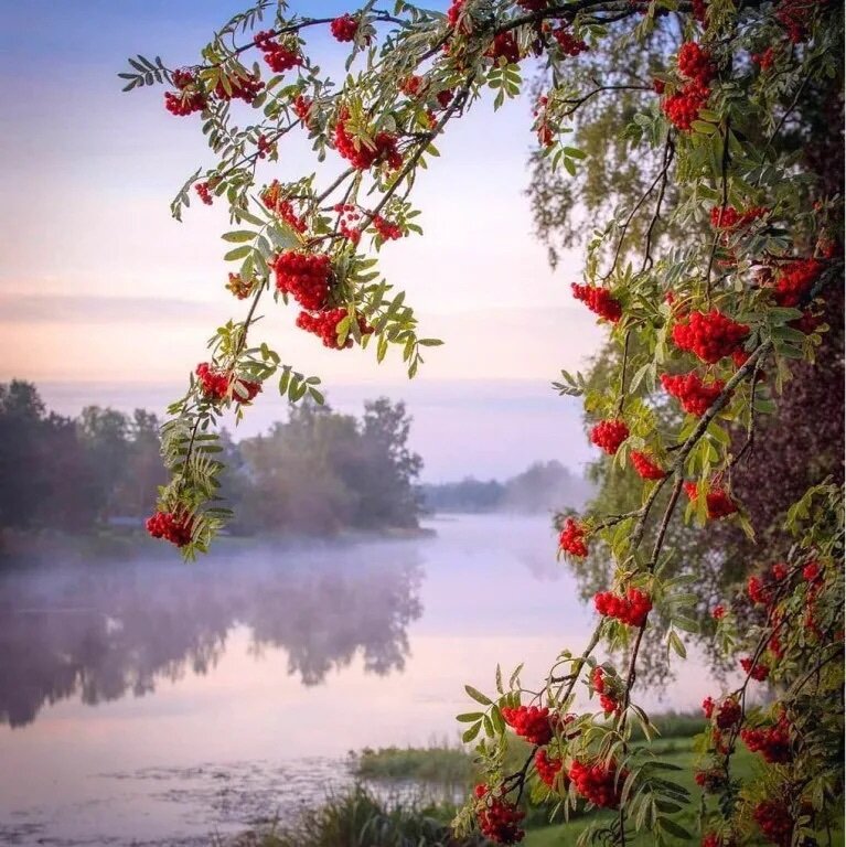 Костры рябин