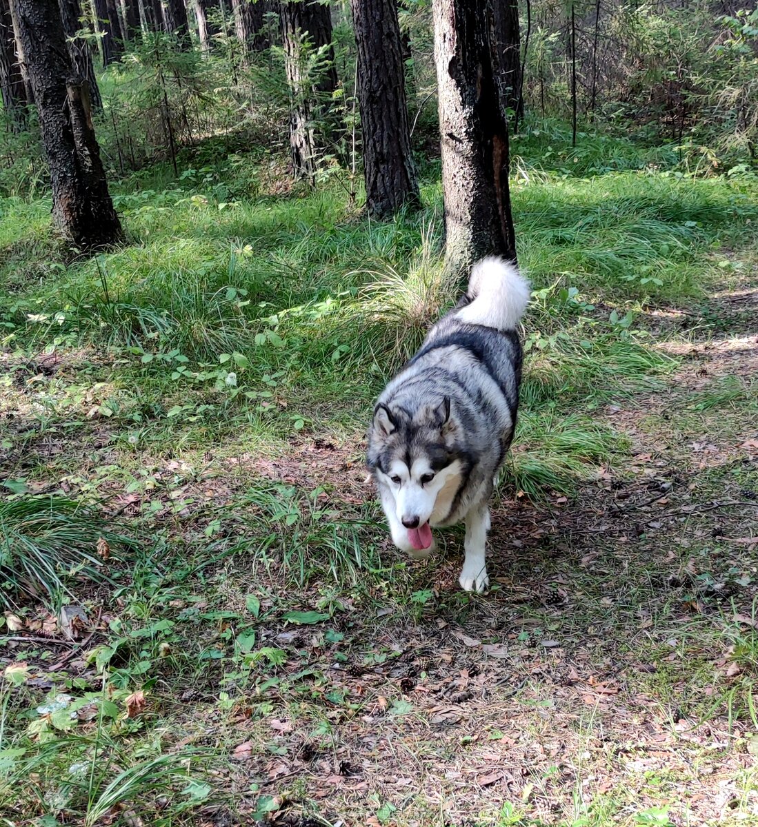 Юка