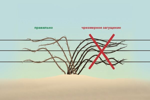 Уход за ежевикой осенью подготовка к зиме