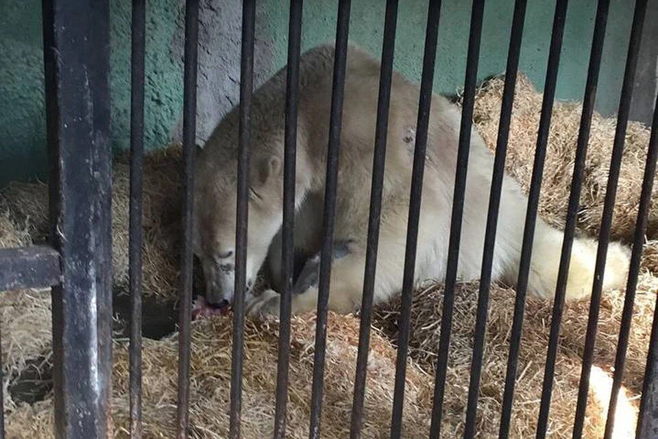     Московские ветврачи сообщили, что медведь Диксон начал выздоравливать. Фото: телеграм-канал Светланы Родионовой