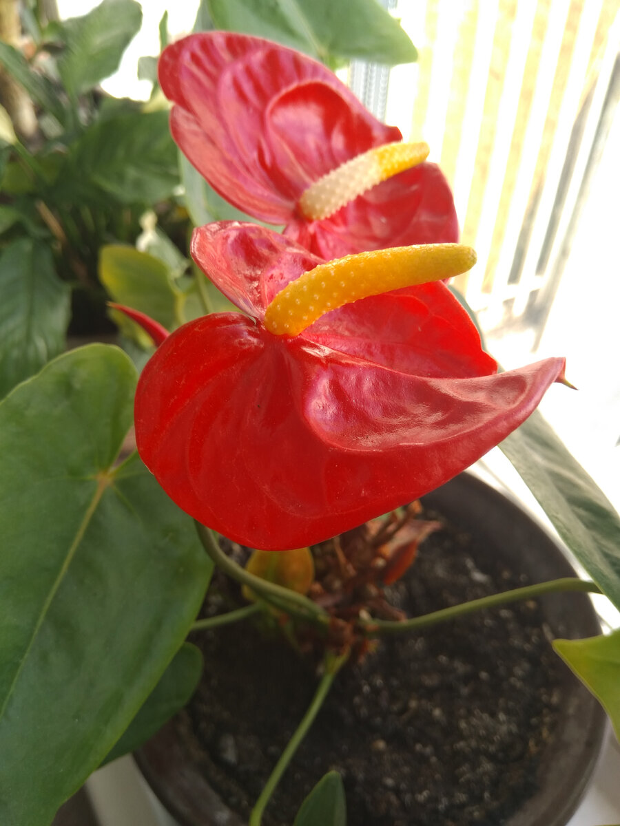 Фото автора. Цветёт прямо сейчас 