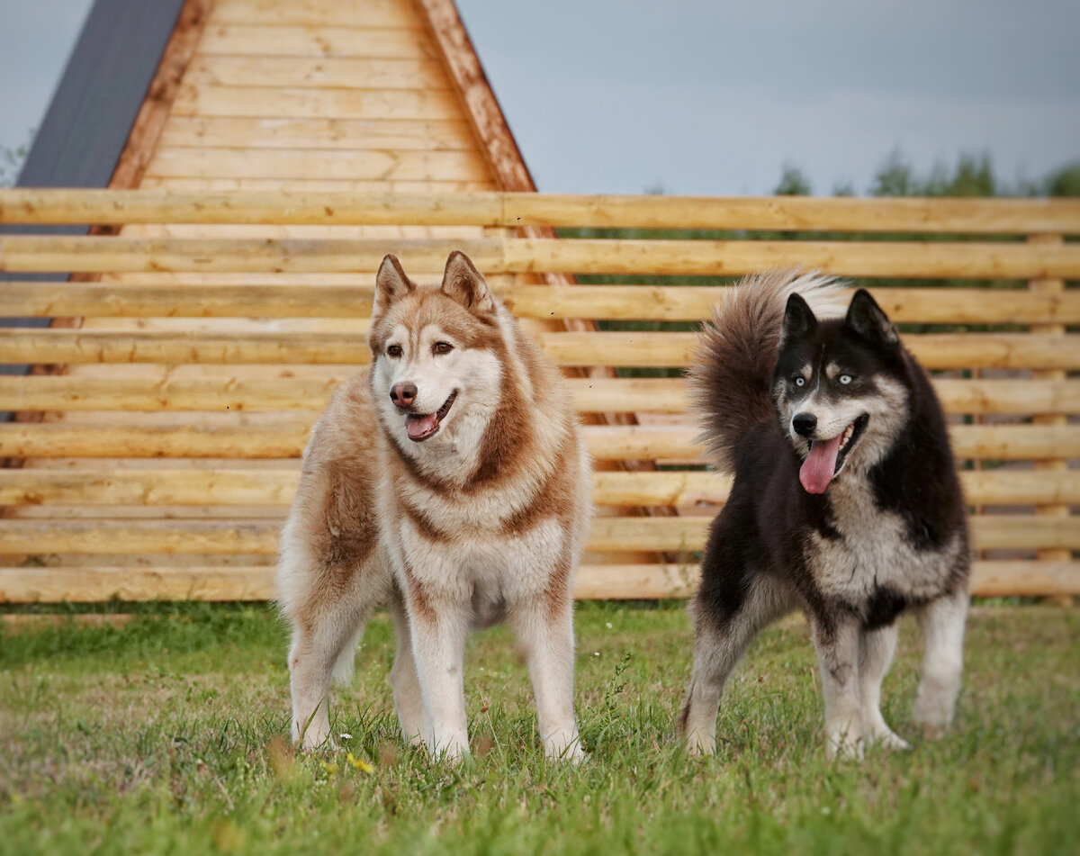 Ночь с хасями в машине🤦🏼‍♀️🤣. Едем на Кавказ🗻. День первый | In Dogs we  Trust | Дзен