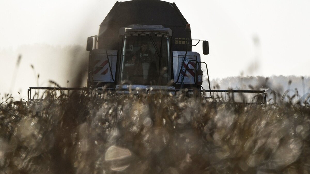    Сбор урожая© РИА Новости . Александр Кряжев