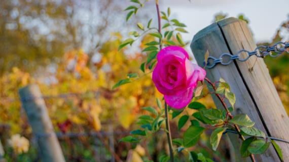 Цель осенней обрезки – подготовить куст к укрытию.